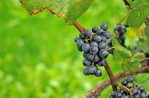 „50 Facetten“ von Pinot Noir – Wie die französische Diva in Moldawien heimisch wurde